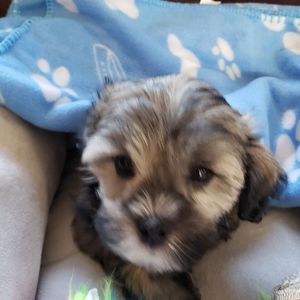 Meet your Posher, Tara